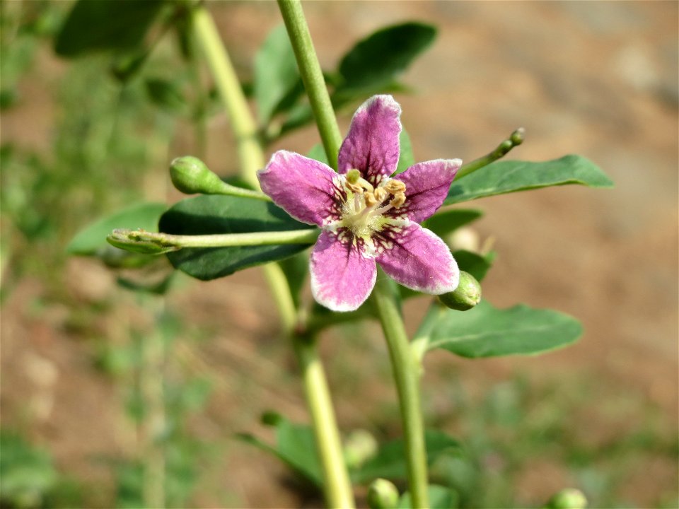 Chinesischer Bocksdorn (Lycium chinense) an der Saar in Saarbrücken