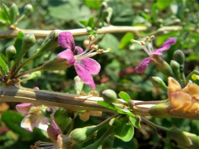 Gemeiner Bocksdorn (Lycium barbarum) bei Hockenheim