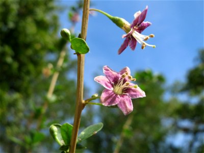 Gemeiner Bocksdorn (Lycium barbarum) an der A61 bei Hockenheim