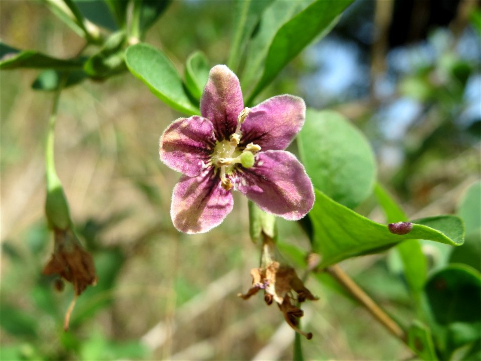 Gemeiner Bocksdorn (Lycium barbarum) an der A61 bei Hockenheim