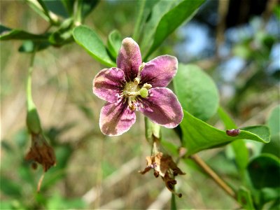 Gemeiner Bocksdorn (Lycium barbarum) an der A61 bei Hockenheim
