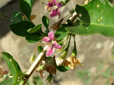 Gemeiner Bocksdorn (Lycium barbarum) an der A61 in Hockenheim-Talhaus