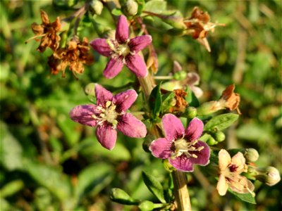 Gemeiner Bocksdorn (Lycium barbarum) an der A61 in Hockenheim-Talhaus