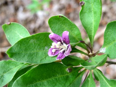 Gemeiner Bocksdorn (Lycium barbarum) an der A61 bei Hockenheim