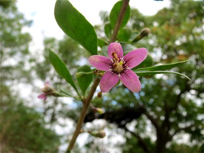 Gemeiner Bocksdorn (Lycium barbarum) an der A61 bei Hockenheim
