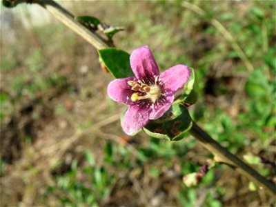 Gemeiner Bocksdorn (Lycium barbarum) an der A61 bei Hockenheim