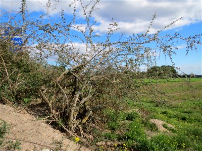 Gemeiner Bocksdorn (Lycium barbarum) an der A61 in Hockenheimer Rheinbogen
