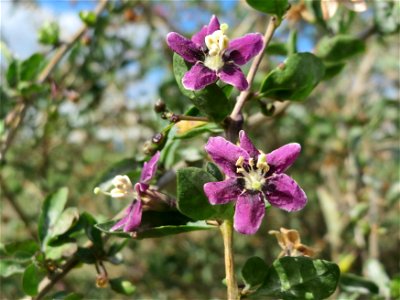 Gemeiner Bocksdorn (Lycium barbarum) an der A61 in Hockenheimer Rheinbogen
