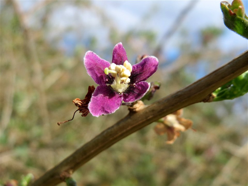 Gemeiner Bocksdorn (Lycium barbarum) an der A61 in Hockenheimer Rheinbogen