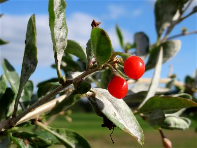 Gemeiner Bocksdorn (Lycium barbarum) an der A61 in Hockenheimer Rheinbogen