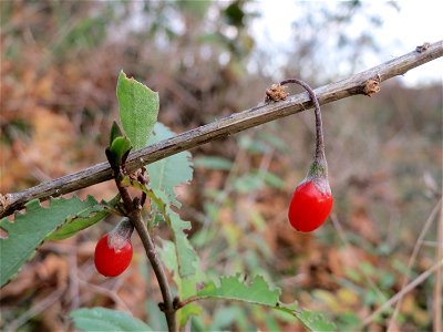 Gemeiner Bocksdorn (Lycium barbarum) an der A61 bei Hockenheim