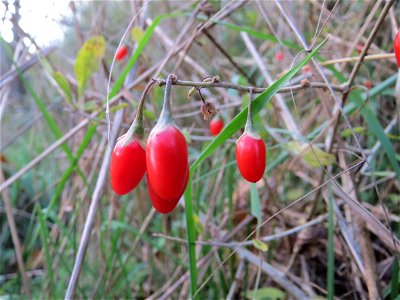 Gemeiner Bocksdorn (Lycium barbarum) an der A61 bei Hockenheim