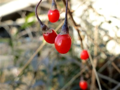 Gemeiner Bocksdorn (Lycium barbarum) an der A61 bei Hockenheim
