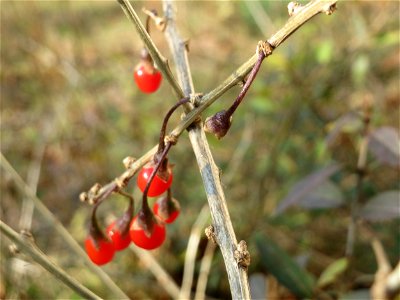Gemeiner Bocksdorn (Lycium barbarum) an der A61 bei Hockenheim