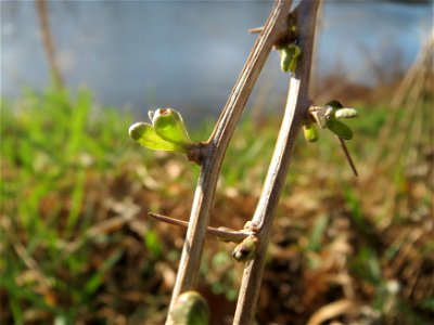 Gemeiner Bocksdorn (Lycium barbarum) an der Saar in Saarbrücken