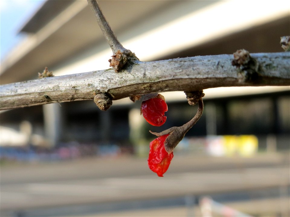Gemeiner Bocksdorn (Lycium barbarum) an der A61 bei Hockenheim