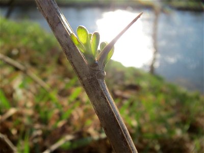 Gemeiner Bocksdorn (Lycium barbarum) an der Saar in Saarbrücken