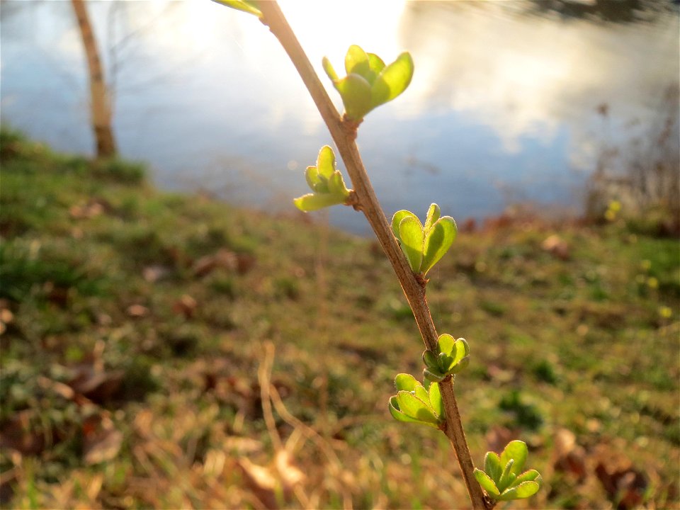 Gemeiner Bocksdorn (Lycium barbarum) an der Saar in Saarbrücken