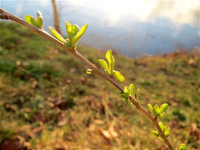 Gemeiner Bocksdorn (Lycium barbarum) an der Saar in Saarbrücken