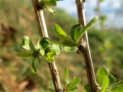 Gemeiner Bocksdorn (Lycium barbarum) an der Saar in Saarbrücken