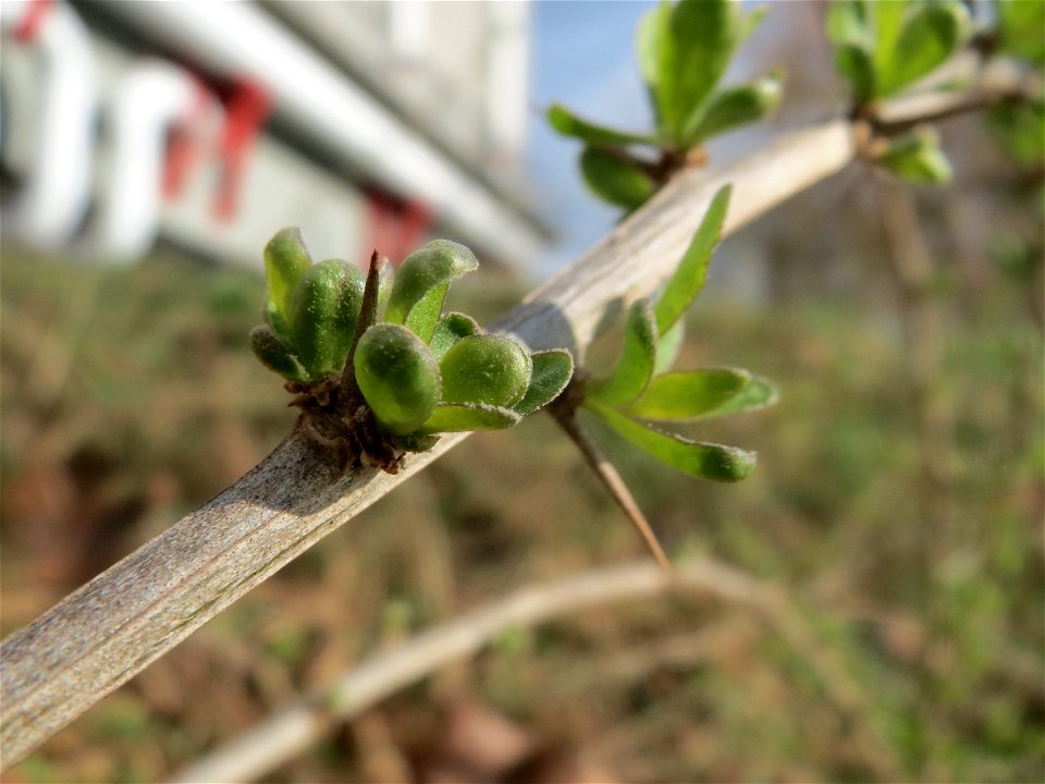 Gemeiner Bocksdorn (Lycium barbarum) an der Saar in Saarbrücken