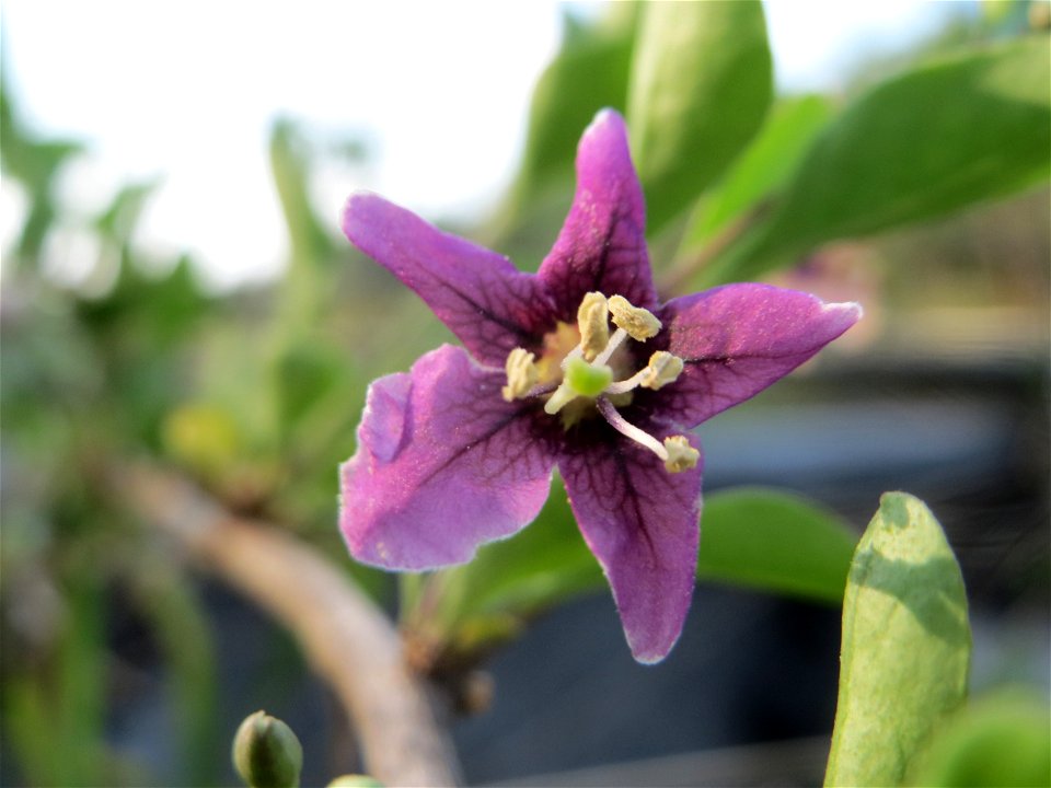 Gemeiner Bocksdorn (Lycium barbarum) an der A6 im Schwetzinger Hardt