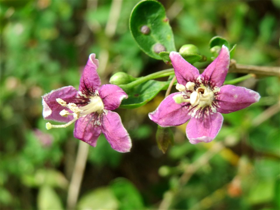 Gemeiner Bocksdorn (Lycium barbarum) an der A61 in Hockenheim