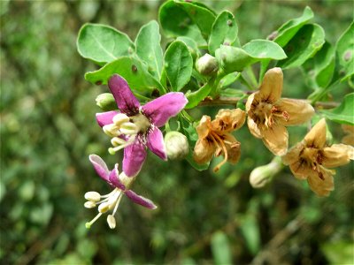 Gemeiner Bocksdorn (Lycium barbarum) an der A61 in Hockenheim