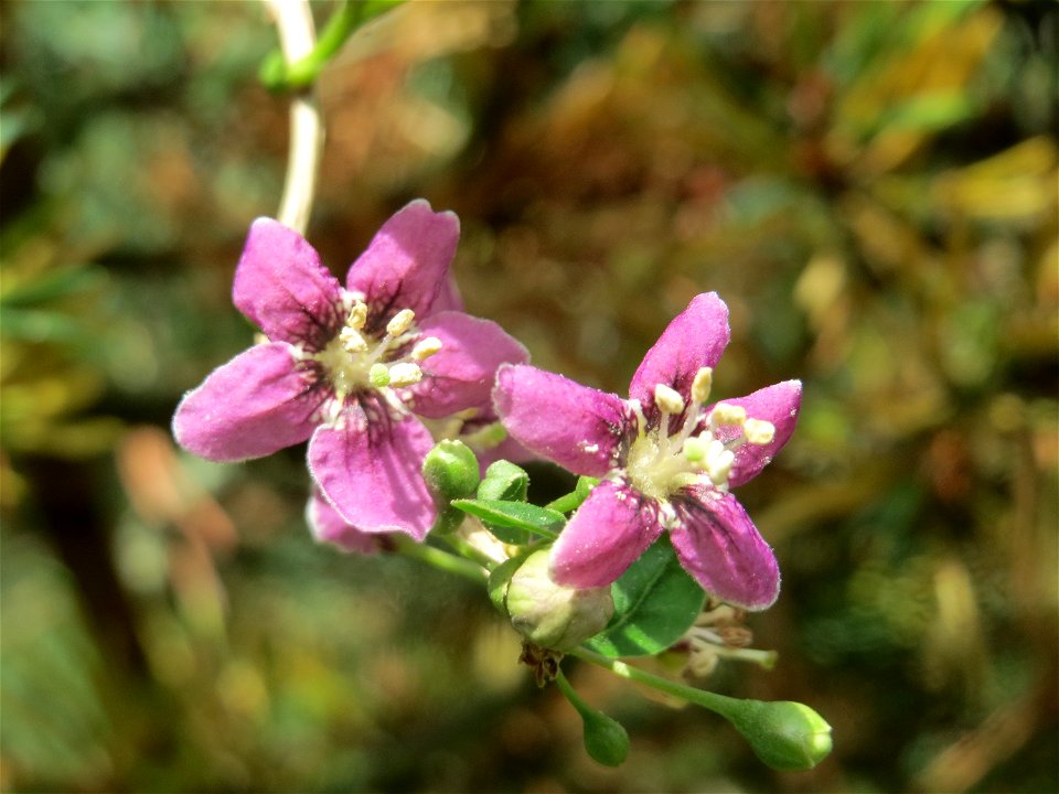 Gemeiner Bocksdorn (Lycium barbarum) an der A61 in Hockenheim