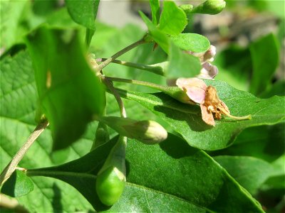 Gemeiner Bocksdorn (Lycium barbarum) an der Saar in Saarbrücken