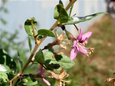 Chinesischer Bocksdorn (Lycium chinense) an der Saar in Saarbrücken