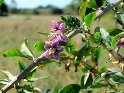 Gemeiner Bocksdorn (Lycium barbarum) - invasiv am Rand vom Naturschutzgebiet Gewann Frankreich-Wiesental