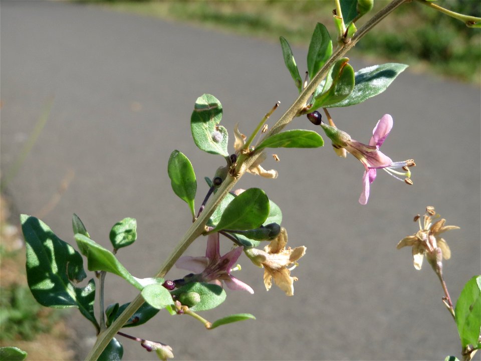 Chinesischer Bocksdorn (Lycium chinense) an der Saar in Saarbrücken