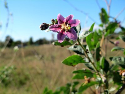 Gemeiner Bocksdorn (Lycium barbarum) - invasiv am Rand vom Naturschutzgebiet Gewann Frankreich-Wiesental