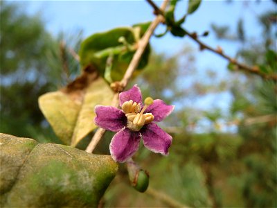 Gemeiner Bocksdorn (Lycium barbarum) an der A61 bei Hockenheim