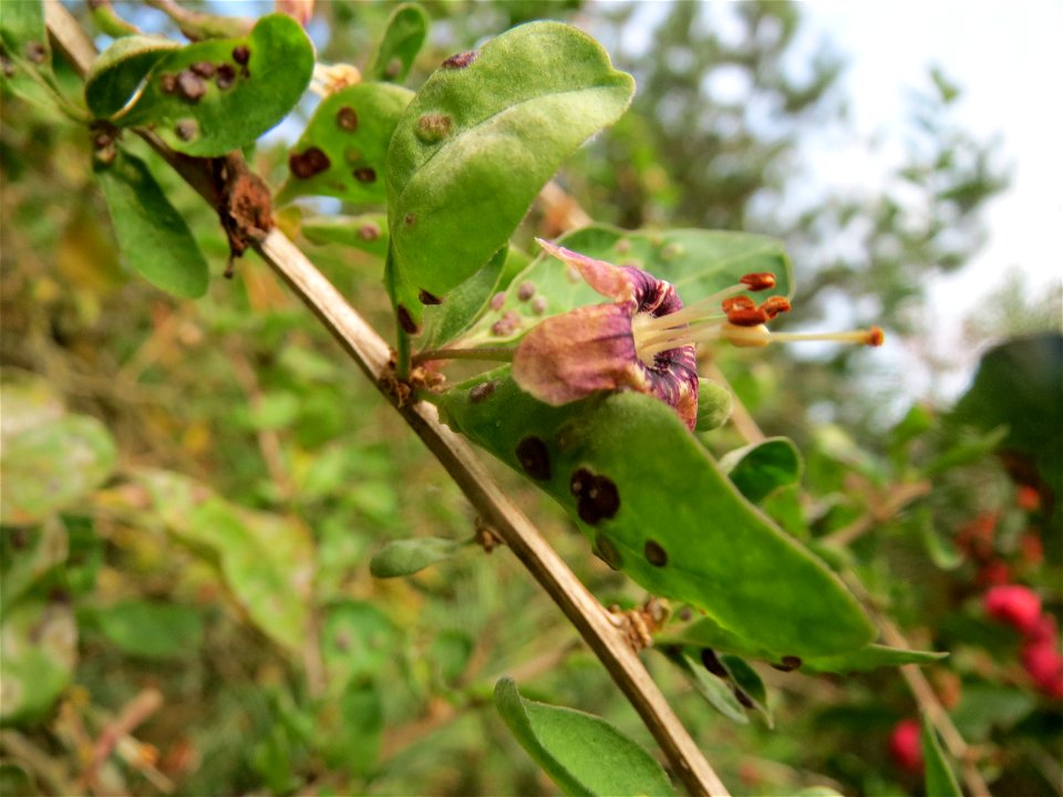 Gemeiner Bocksdorn (Lycium barbarum) an der A61 bei Hockenheim