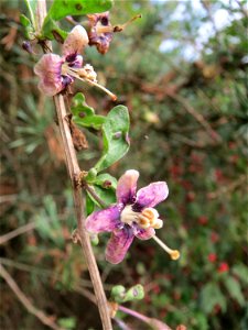 Gemeiner Bocksdorn (Lycium barbarum) an der A61 bei Hockenheim
