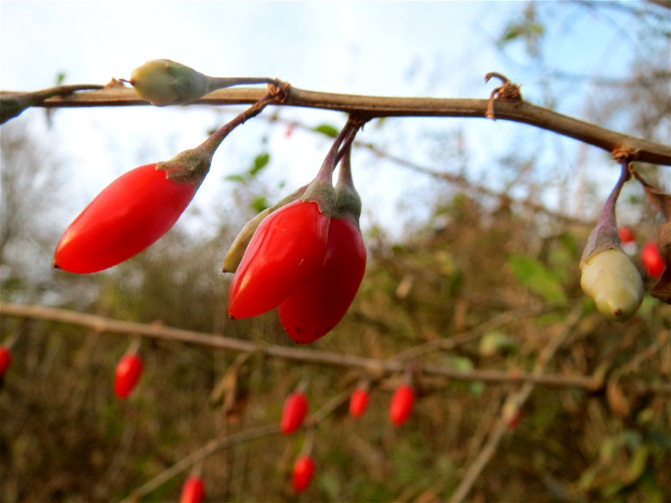 Gemeiner Bocksdorn (Lycium barbarum) an der A61 bei Hockenheim