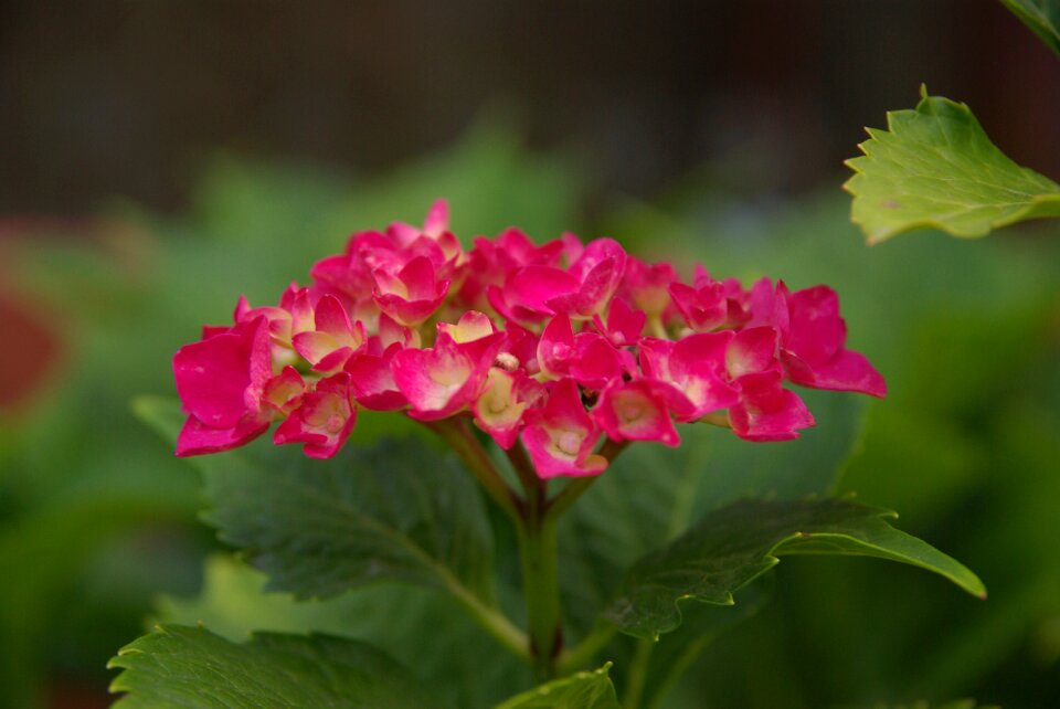 Hydrangea church flower beautiful