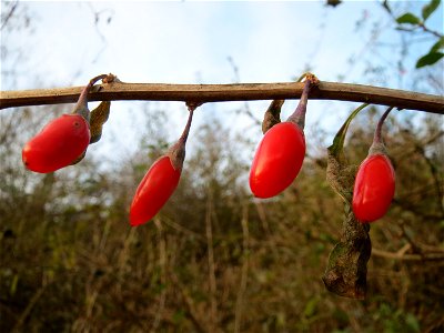 Gemeiner Bocksdorn (Lycium barbarum) an der A61 bei Hockenheim
