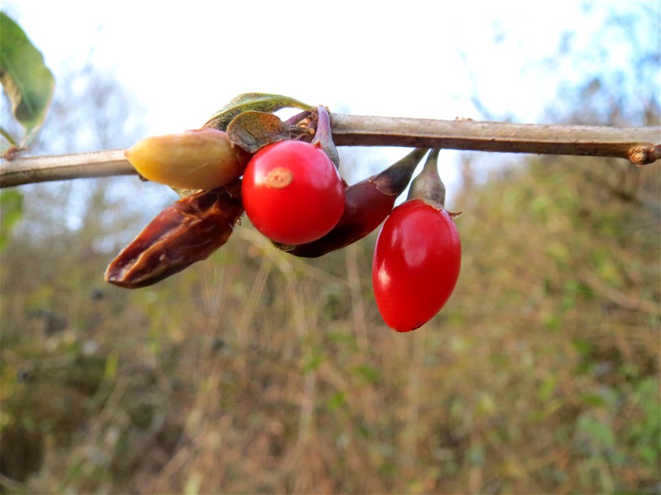 Gemeiner Bocksdorn (Lycium barbarum) an der A61 bei Hockenheim - typischer Autobahnbegleiter
