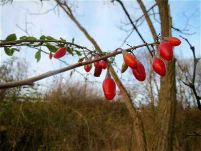 Gemeiner Bocksdorn (Lycium barbarum) an der A61 bei Hockenheim - typischer Autobahnbegleiter
