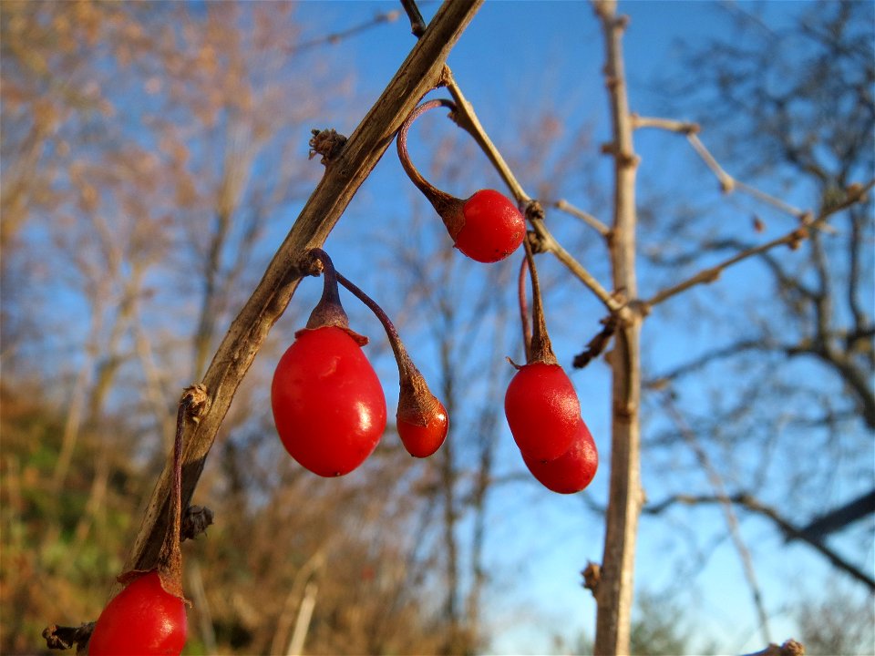 Gemeiner Bocksdorn (Lycium barbarum) an der A61 bei Hockenheim