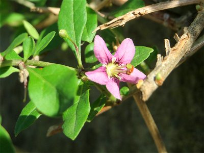 Gemeiner Bocksdorn (Lycium barbarum) an einer Stützmauer an der Saar in Saarbrücken