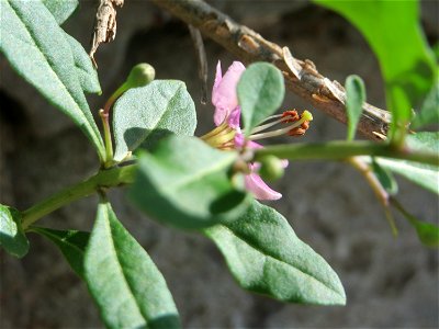 Gemeiner Bocksdorn (Lycium barbarum) an einer Stützmauer an der Saar in Saarbrücken