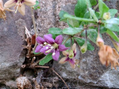 Ritzenbotanik: Gemeiner Bocksdorn (Lycium barbarum) an einer Stützmauer an der Saar in Saarbrücken