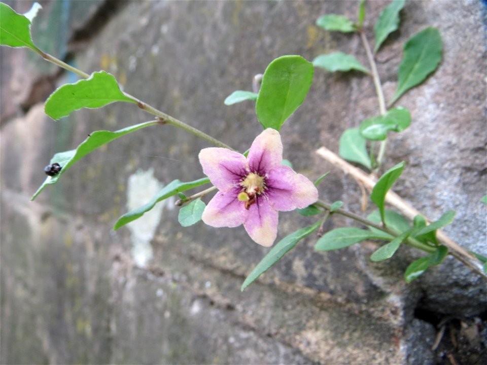 Ritzenbotanik: Gemeiner Bocksdorn (Lycium barbarum) an einer Stützmauer an der Saar in Saarbrücken