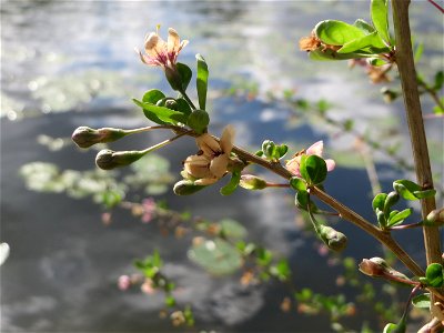 Gemeiner Bocksdorn (Lycium barbarum) an der Saar in Saarbrücken