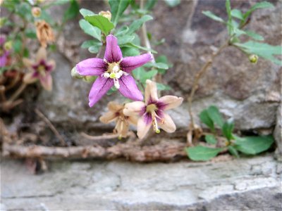 Ritzenbotanik: Gemeiner Bocksdorn (Lycium barbarum) an einer Stützmauer an der Saar in Saarbrücken