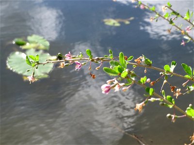 Gemeiner Bocksdorn (Lycium barbarum) an der Saar in Saarbrücken